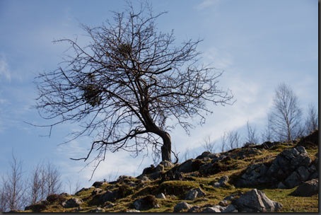 Baum-Originalfoto