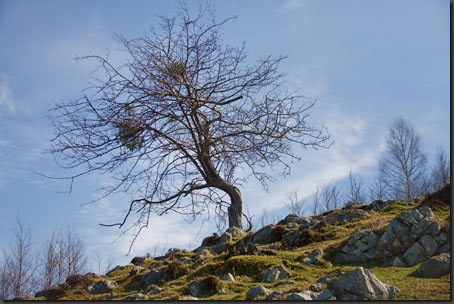 Baum-Viveza